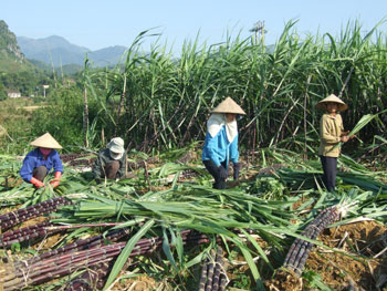 Ăn xổi