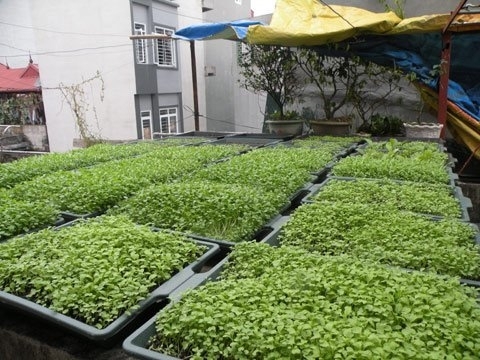 Phá mái tôn, tận dụng gầm bàn trồng rau sạch