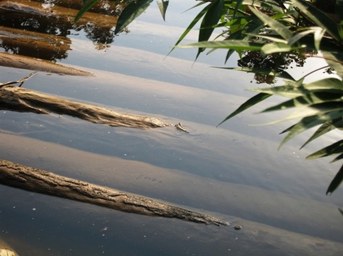 Sống thảm, chết thảm vì “bức tử” rừng