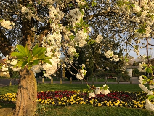 Quán rượu vắng người giữa mùa hoa trắng